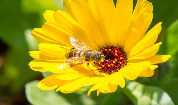 Calêndula Plantas Gênero Tagetes Nome Comum Refere Virgem Maria Produtos — Fotografia de Stock