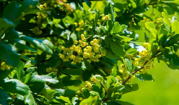 Berberis Vulgaris Berberiler Berberis Vulgaris Familyasından Bir Böğürtlen Türü Yenilebilir — Stok fotoğraf