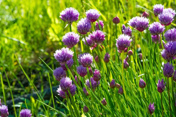 Erba Cipollina Nome Scientifico Allium Schoenoprasum Una Pianta Perenne Diffusa — Foto Stock