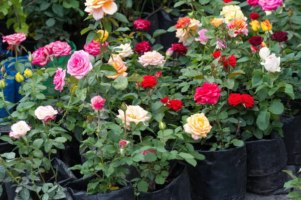 Flowers for planting in the open ground. Growing flowers in a closed ground