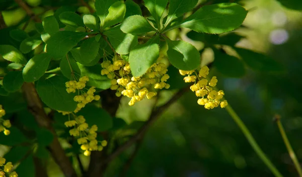 Berberis Vulgaris Arbusto Del Género Berberis Produce Bayas Ácido Butílico —  Fotos de Stock