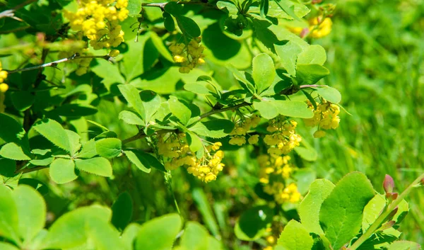 Berberis Vulgaris Berberiler Berberis Vulgaris Familyasından Bir Böğürtlen Türü Yenilebilir — Stok fotoğraf