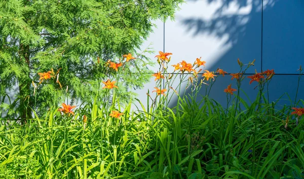 Lilium Est Genre Plantes Herbacées Fleurs Poussant Partir Bulbes Toutes — Photo