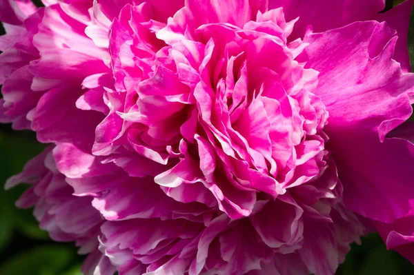 Peony Paeony Flowering Plant Genus Paeonia Only One Family Paeoniaceae — Stock Photo, Image