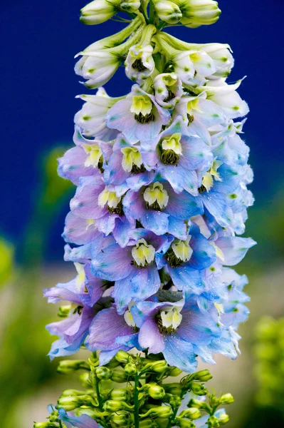 Delphinium Genus 300 Species Perennial Flowering Plants Family Ranunculaceae Native — Stock Photo, Image