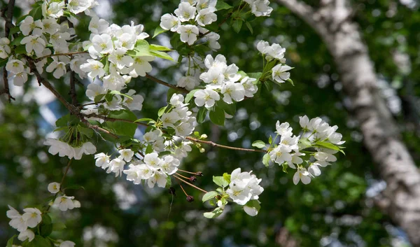 Fleurs Pomme Fleur Pomme Soleil Sur Fond Vert Naturel Les — Photo