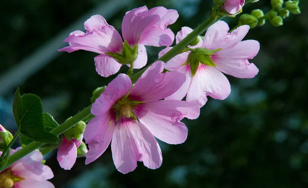 Althaea Officinalis 是一种原产于欧洲 西亚和北非的多年生物种 被用作草本植物和观赏植物 — 图库照片