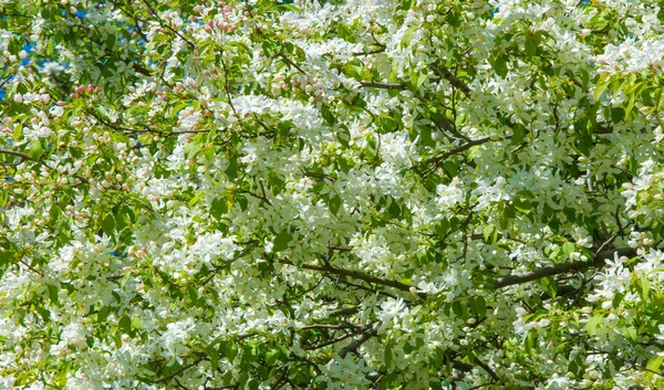 アップルの花 アップルの花 自然の緑の背景の上の太陽の下で 春の白い花 — ストック写真