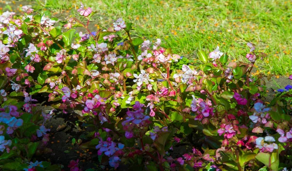 Begonia Ett Släkte Fleråriga Blommande Växter Den Begonian Familjen Begonias — Stockfoto