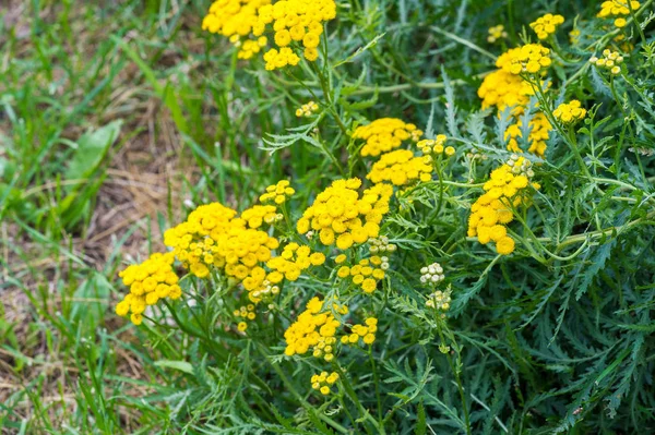 Tansy Tanacetum Vulgare Uma Planta Herbácea Perene Pertencente Família Asteraceae — Fotografia de Stock