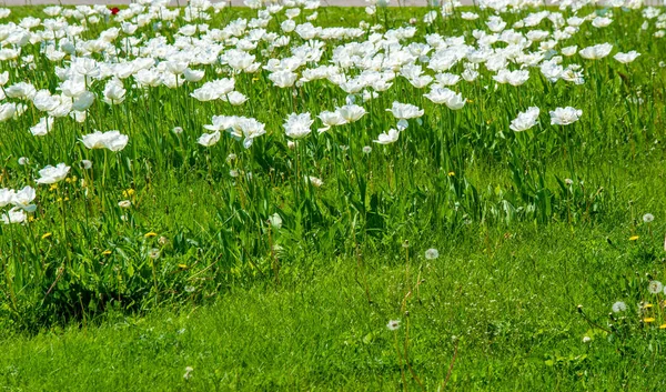 Тюльпани Густа Весняна Рослина Яскравими Кольорами Квіток Формі Чашки — стокове фото