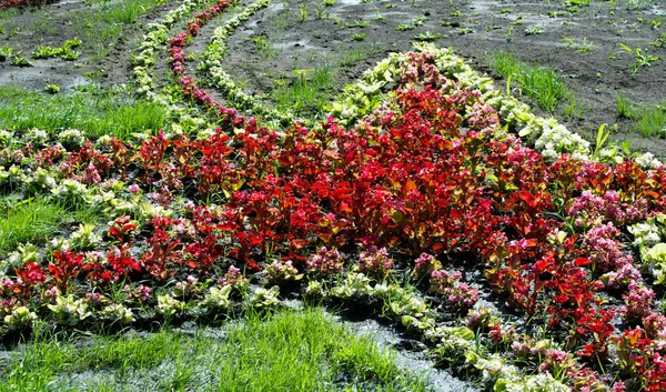 花の造園は 街の通りに色の暴動をもたらします 地域社会の参加と競争の挑戦を通じて花と都市のベッド 環境責任と美化 — ストック写真