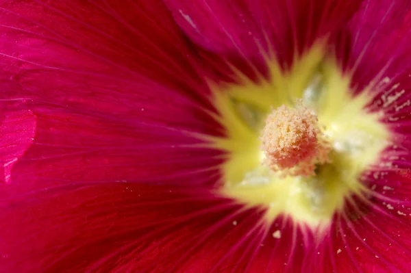 Malva Malvaceae Familyasından Bir Cinstir — Stok fotoğraf