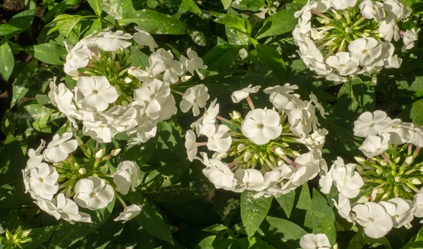 Phlox Flame Found Mostly North America One Siberia Diverse Habitats — Stock Photo, Image