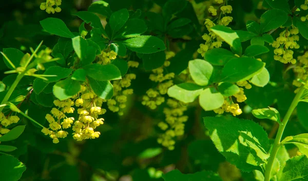 Berberis Vulgaris European Barberry Simply Barberry Shrub Genus Berberis Produces — Stock Photo, Image