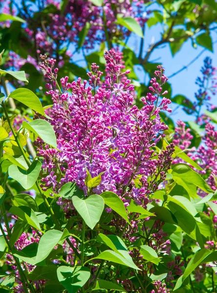 Syringa Lila Arter Blommande Vedartade Växter Olivfamiljen Inhemska Till Skogsmark — Stockfoto