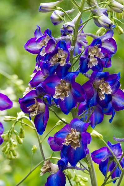 Delphinium Género Plantas Con Flores Perennes Perteneciente Familia Ranunculaceae Nativo — Foto de Stock