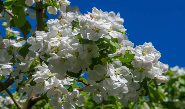 Apple Flowers, Apple blossom. in the sunshine over natural green background.  tree white blossoms in Spring.