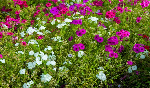 Chama Phlox Eles São Encontrados Principalmente América Norte Sibéria Habitat — Fotografia de Stock