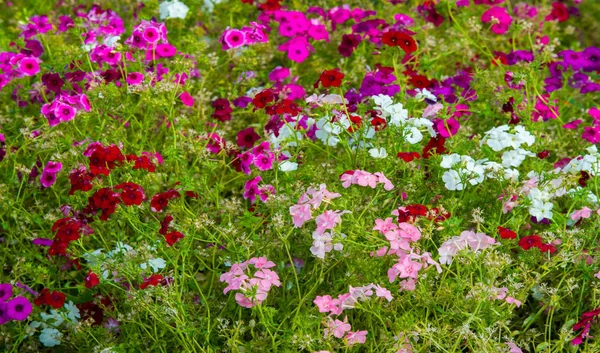 Chama Phlox Eles São Encontrados Principalmente América Norte Sibéria Habitat — Fotografia de Stock