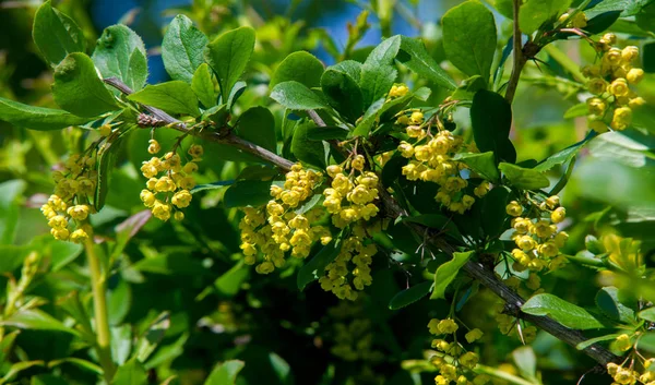 Berberis Vulgaris Arbusto Del Género Berberis Produce Bayas Ácido Butílico —  Fotos de Stock