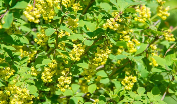 Berberis Vulgaris Berberiler Berberis Vulgaris Familyasından Bir Böğürtlen Türü Yenilebilir — Stok fotoğraf