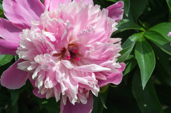 Пеоні Peony Квітуча Рослина Роду Paeonia Єдина Родини Paeoniaceae Родом — стокове фото