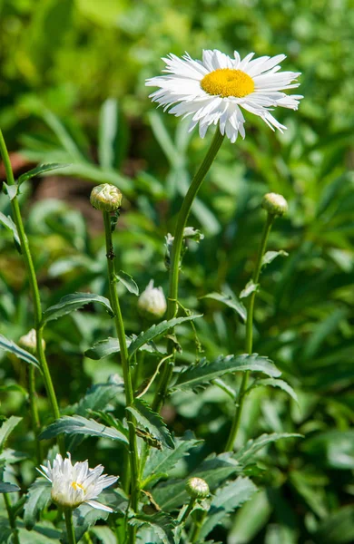 Flores Camomila Camomila Roda Margarida Corrente Margarida Camomel Uma Planta — Fotografia de Stock