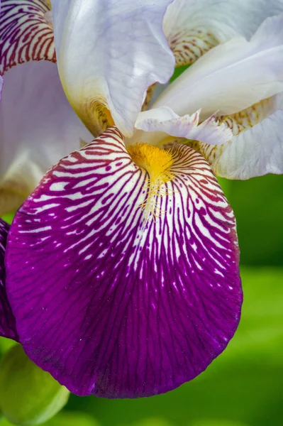 Iris Fleur Déesse Arc Ciel Qui Agi Comme Messager Des — Photo