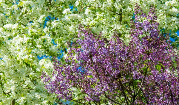 Syringa Lilás Espécies Plantas Lenhosas Floridas Família Das Azeitonas Nativas — Fotografia de Stock