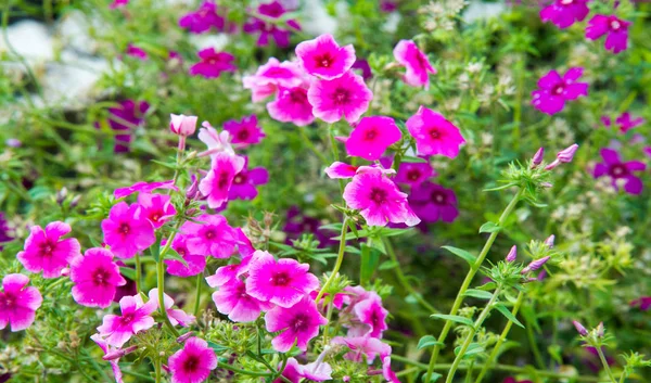 Chama Phlox Eles São Encontrados Principalmente América Norte Sibéria Habitat — Fotografia de Stock