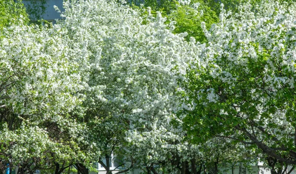 Apple Flowers Apple Blossom Sunshine Natural Green Background Tree White — Stock Photo, Image