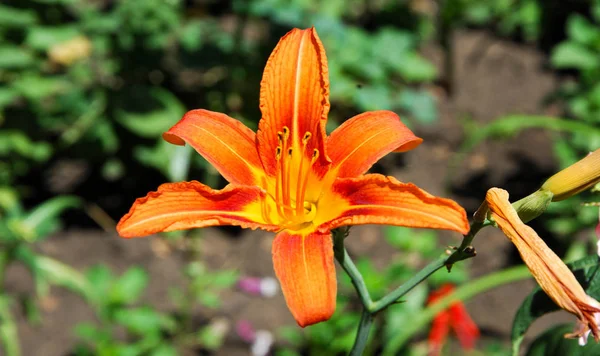 Lilium is a genus of herbaceous flowering plants growing from bulbs, all with large prominent flowers. Lilies are a group of flowering plants which are important in culture  in much of the world.