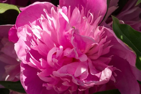 Peony Paeony Flowering Plant Genus Paeonia Only One Family Paeoniaceae — Stock Photo, Image