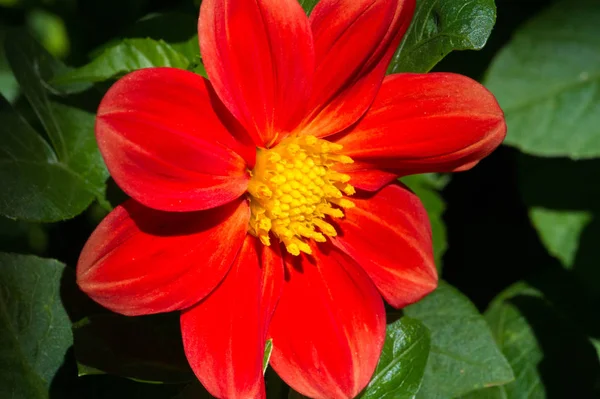 Dahlia Algunas Especies Están Sur Que Norte Sudamérica Este Género —  Fotos de Stock