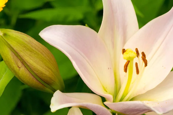 Liliumleden Daarvan Zijn Echte Lelies Een Geslacht Van Kruidachtige Bloeiende — Stockfoto