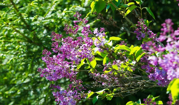 Syringa Lila Arter Blommande Vedartade Växter Olivfamiljen Inhemska Till Skogsmark — Stockfoto