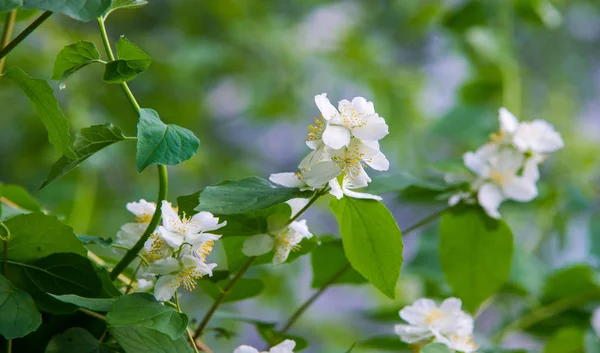 Jasmine Old World Shrub Climbing Plant Bears Fragrant Flowers Used — Stock Photo, Image