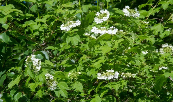 European Cranberry Bush Buldenezh Viburnum Opulus Var Sterile Boule Neige — Stock Photo, Image