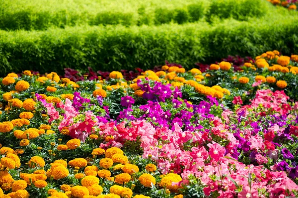 Miejskie Zdjęcia Kwiaty Mieście Słoneczny Dzień Dobry Nastrój — Zdjęcie stockowe