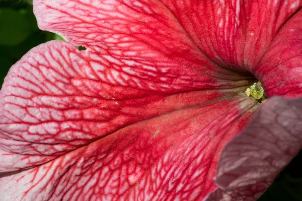 Petunia Maya Inca Geloofden Dat Petunia Macht Hebben Met Hun — Stockfoto