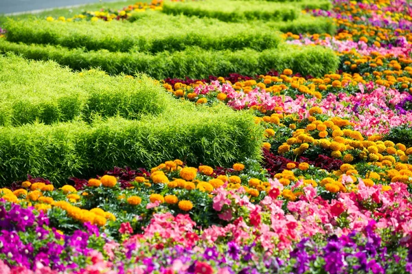 Stadsfotografie Bloemenbedden Stad Zonnige Dag Goede Stemming — Stockfoto