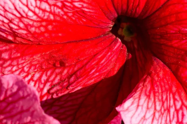 Petunia Mayalar Nkalar Petunyaların Yeraltı Canavarlarını Ruhlarını Kovalayabileceklerine Inanırlardı Çiçek — Stok fotoğraf