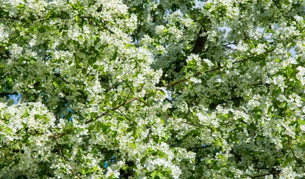 Apple Flowers, Apple blossom. in the sunshine over natural green background.  tree white blossoms in Spring.