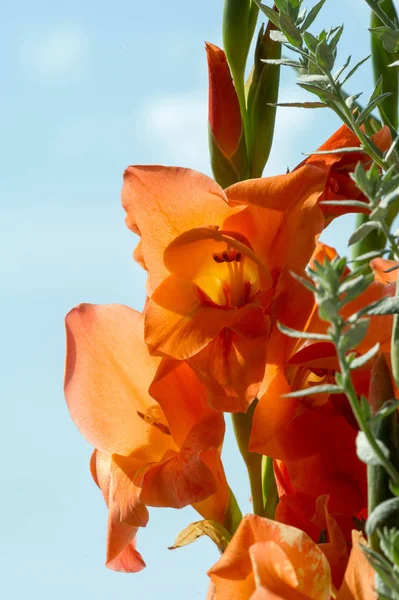 Gladiolus from Latin the diminutive of gladiu a sword is a genus of perennial cormous flowering plants in the iris family Iridaceae sword lily but is usually called by its generic name plural gladioli