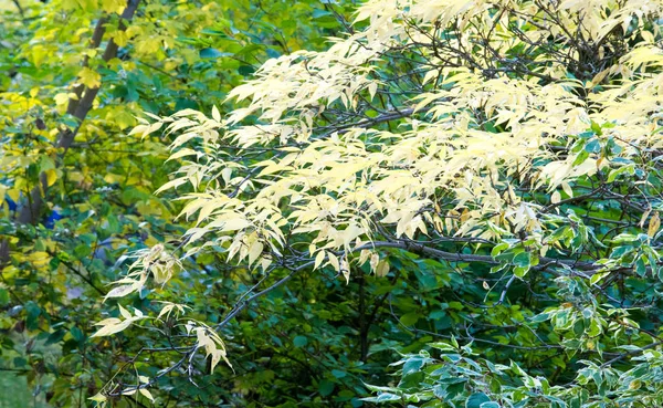 Υφή Φόντο Μοτίβο Φθινοπωρινά Φύλλα Έντονα Κορεσμένα Χρώματα Δέντρα Είναι — Φωτογραφία Αρχείου