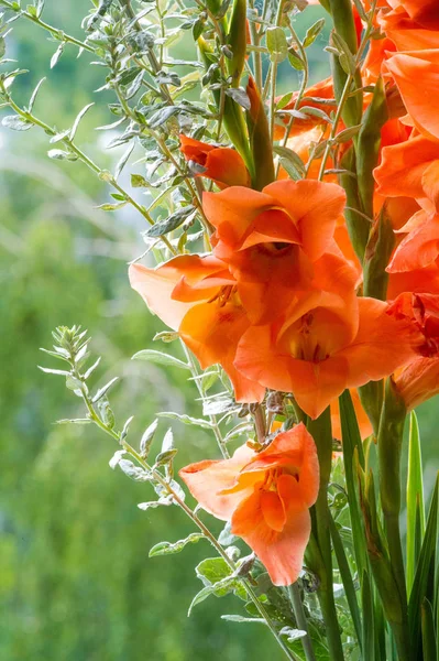 Gladiolus from Latin the diminutive of gladiu a sword is a genus of perennial cormous flowering plants in the iris family Iridaceae sword lily but is usually called by its generic name plural gladioli
