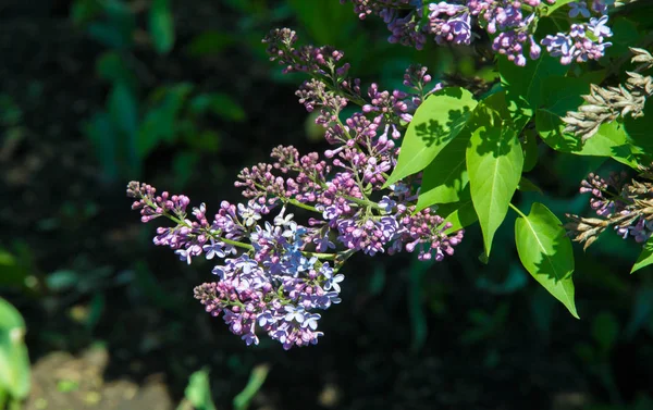 Syringa Lilac Species Flowering Woody Plants Olive Family Native Woodland — Stock Photo, Image