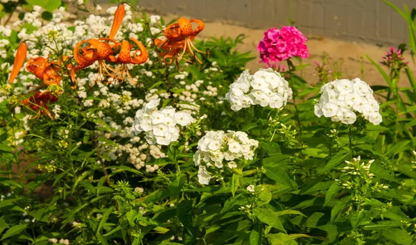 Paisajismo Floral Trae Motín Color Las Calles Ciudad Camas Ciudad — Foto de Stock