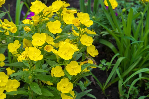 Oenothera Pode Ter Originado México América Central Algumas Plantas Oenothera — Fotografia de Stock